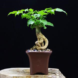 无锡绿宝树   绿植租赁 /花卉租摆 /植物出租 /租花/ 办公室租花 /公司租花