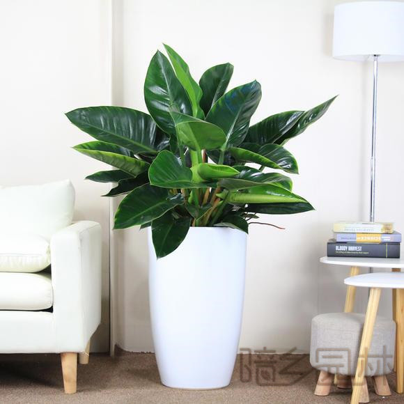 无锡金钻   绿植租赁 /花卉租摆 /植物出租 /租花/ 办公室租花 /公司租花