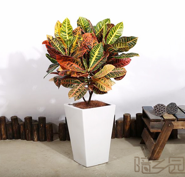 无锡变叶木   绿植租赁 /花卉租摆 /植物出租 /租花/ 办公室租花 /公司租花