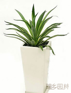 无锡龙舌兰  绿植租赁 /花卉租摆 /植物出租 /租花/ 办公室租花 /公司租花