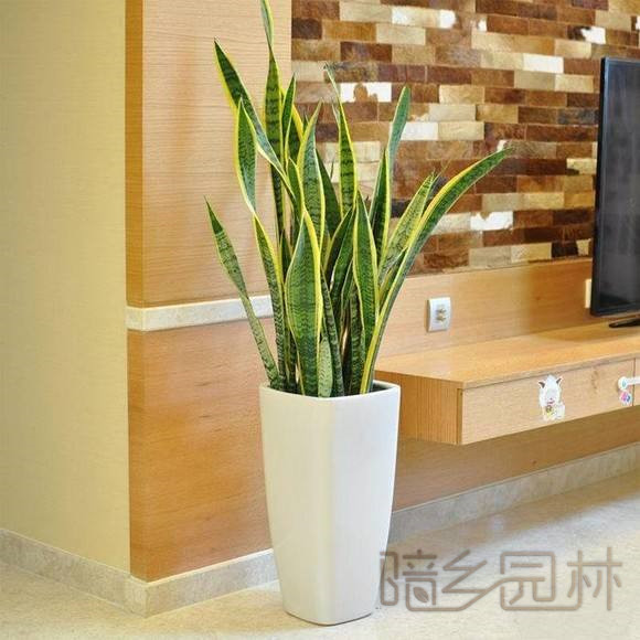 无锡虎皮兰   绿植租赁 /花卉租摆 /植物出租 /租花/ 办公室租花 /公司租花