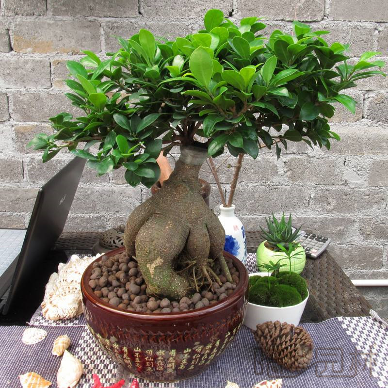 无锡人参榕   绿植租赁 /花卉租摆 /植物出租 /租花/ 办公室租花 /公司租花