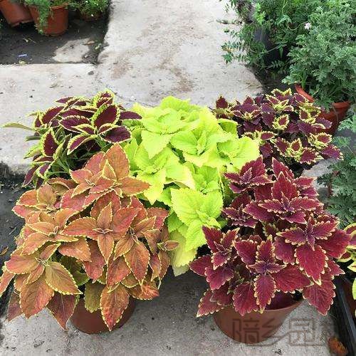 无锡彩叶草  绿植租赁 /花卉租摆 /植物出租 /租花/ 办公室租花 /公司租花