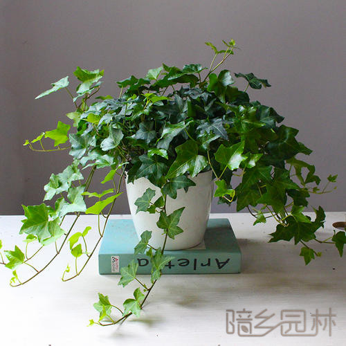 无锡常春藤  绿植租赁 /花卉租摆 /植物出租 /租花/ 办公室租花 /公司租花